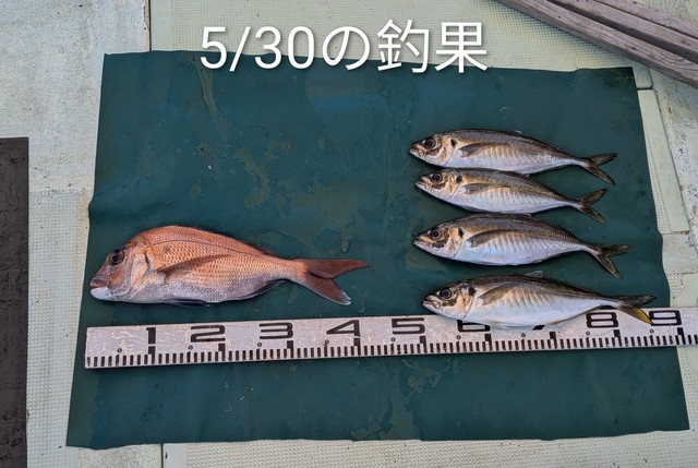 マダイ・マアジ