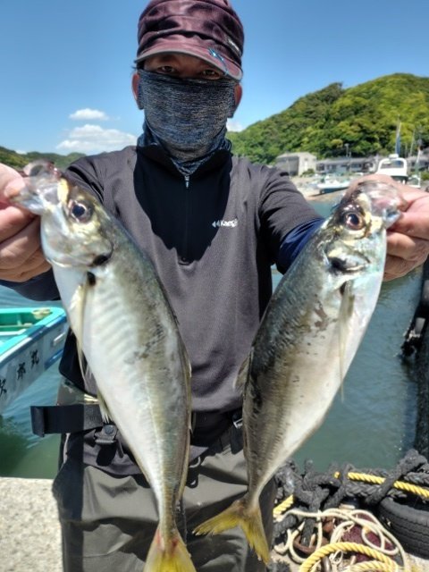 アジ(マアジ)