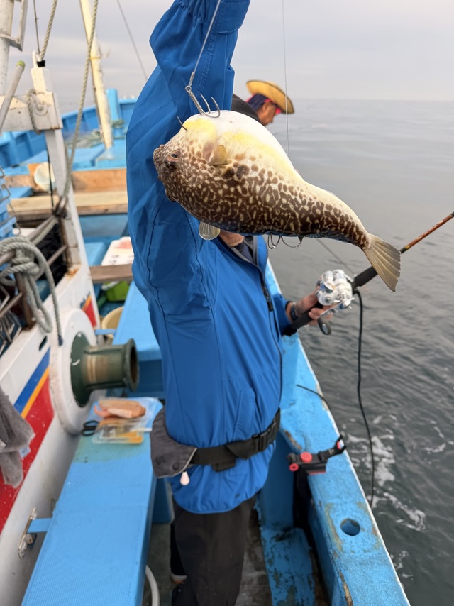 ショウサイフグ