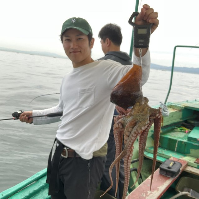 マダコ