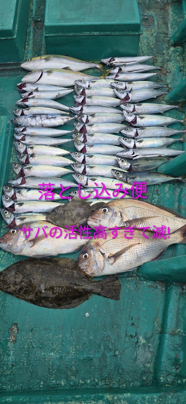 マダイ・ハマチ(ブリ)・ヒラメ