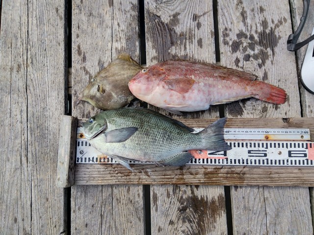 クチブトグレ(メジナ)・ブダイ・カワハギ