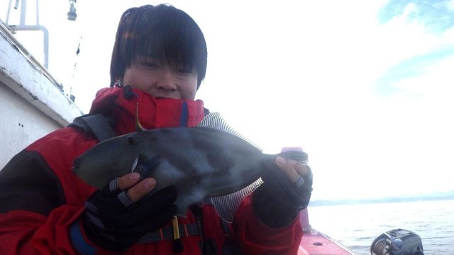 ウマヅラハギ