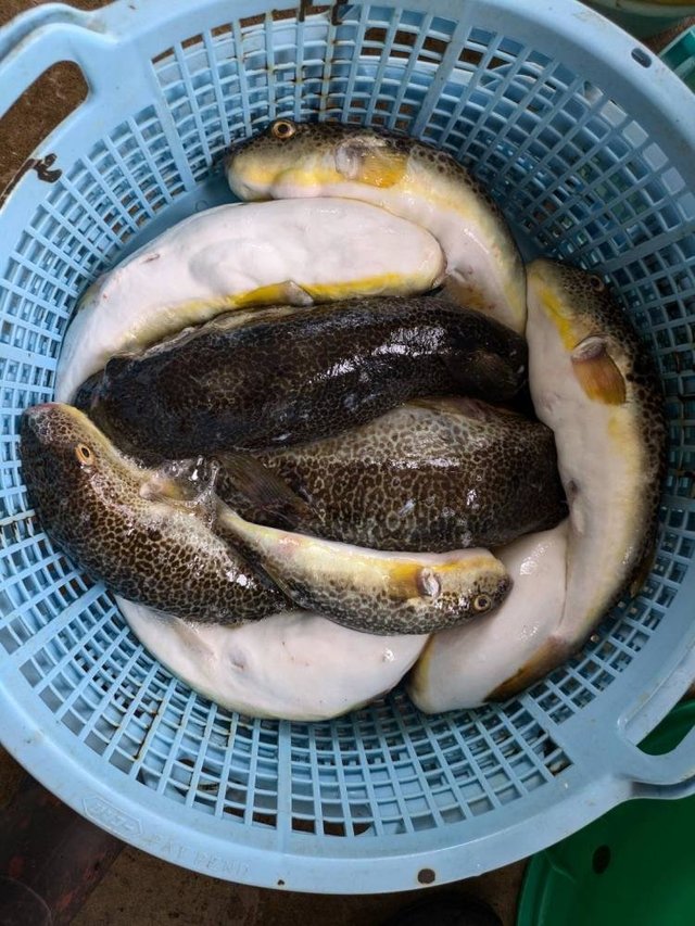 ショウサイフグ