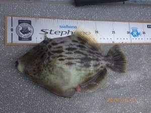 カワハギ
