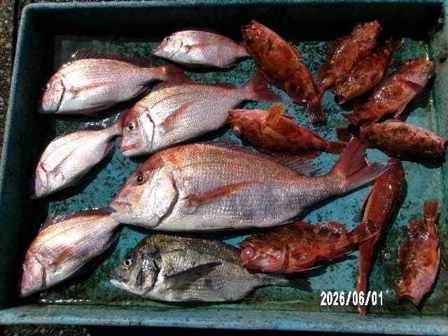 タイ(マダイ)・クロダイ・カサゴ