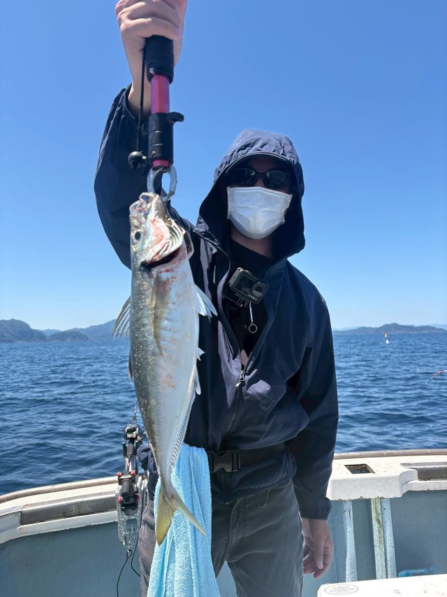 アジ(マアジ)