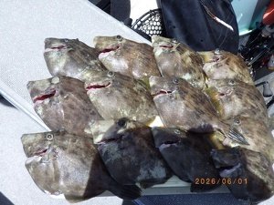 カワハギ