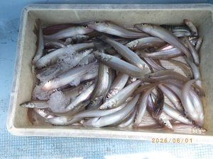 シロギス