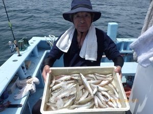 シロギス