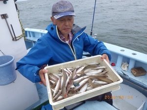 シロギス