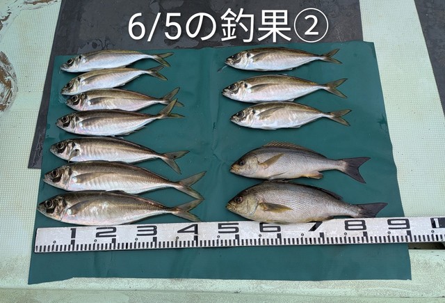 マアジ・イサキ