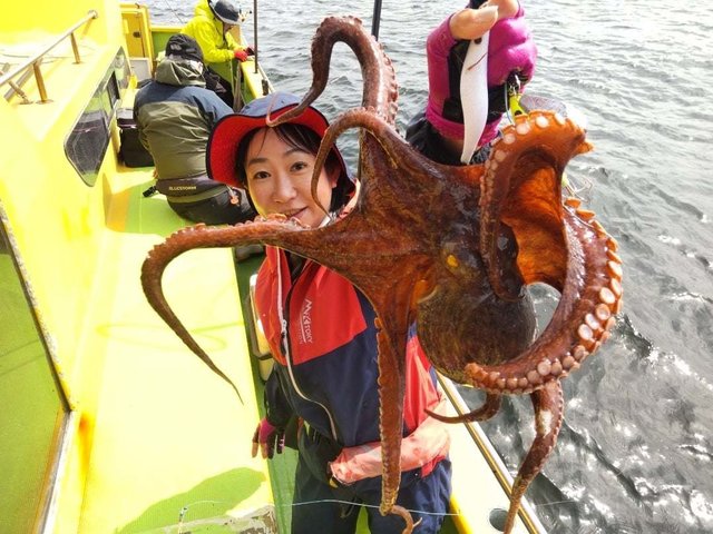 マダコ