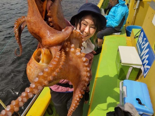 マダコ