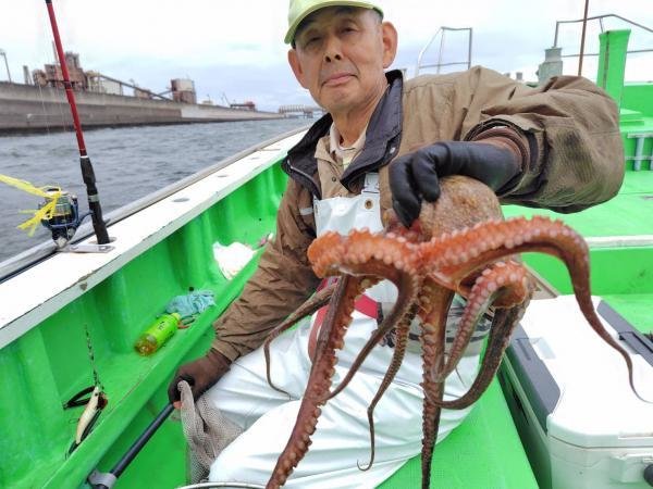 マダコ