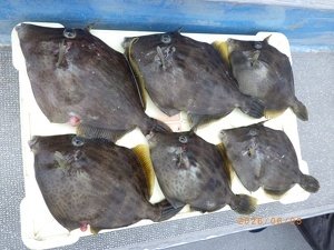 カワハギ