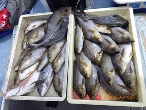 イサキ