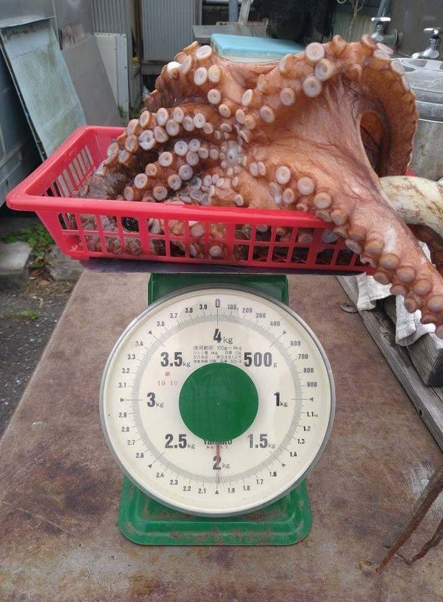 マダコ