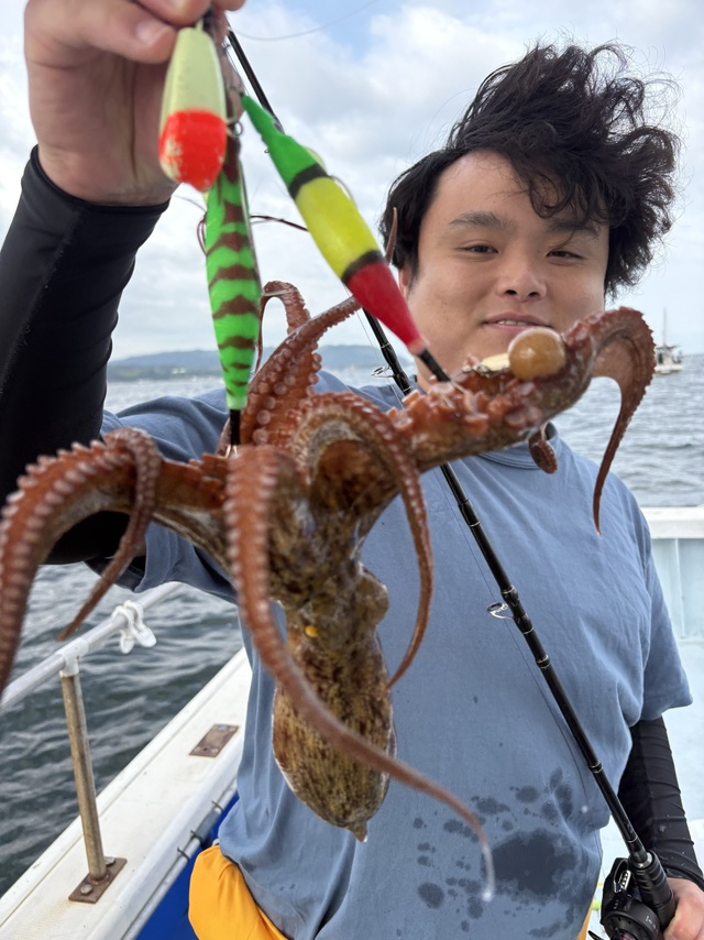 マダコ