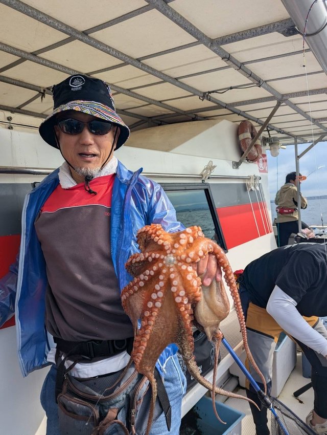 マダコ