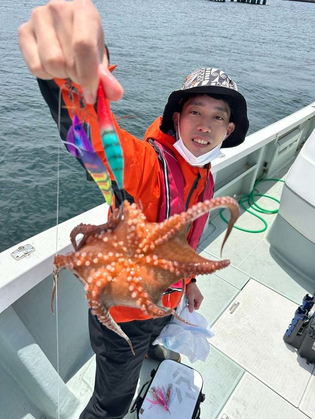 マダコ