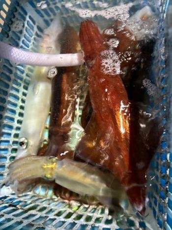 スルメイカ・マイカ(ケンサキイカ)