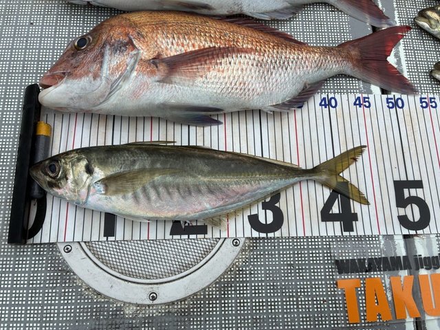 マダイ・アジ(マアジ)