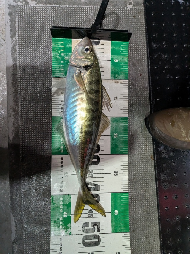 アジ(マアジ)