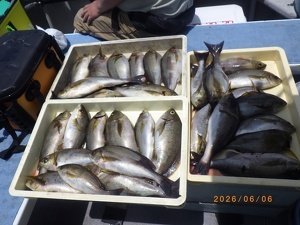 イサキ