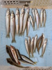 シロギス