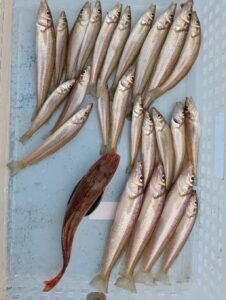 シロギス