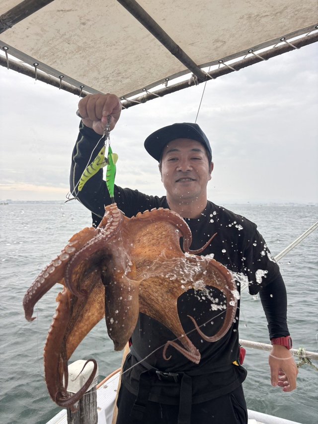 マダコ