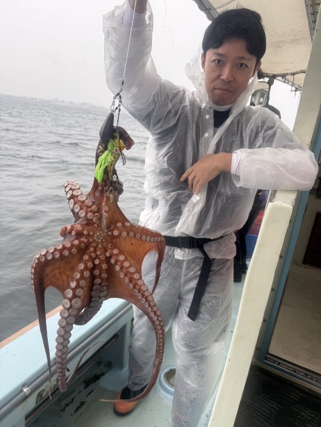 マダコ