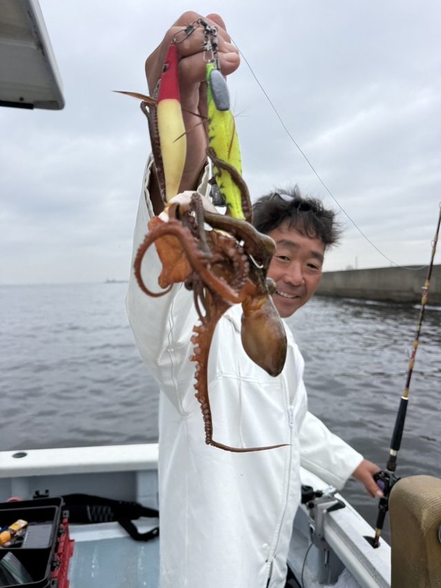 マダコ