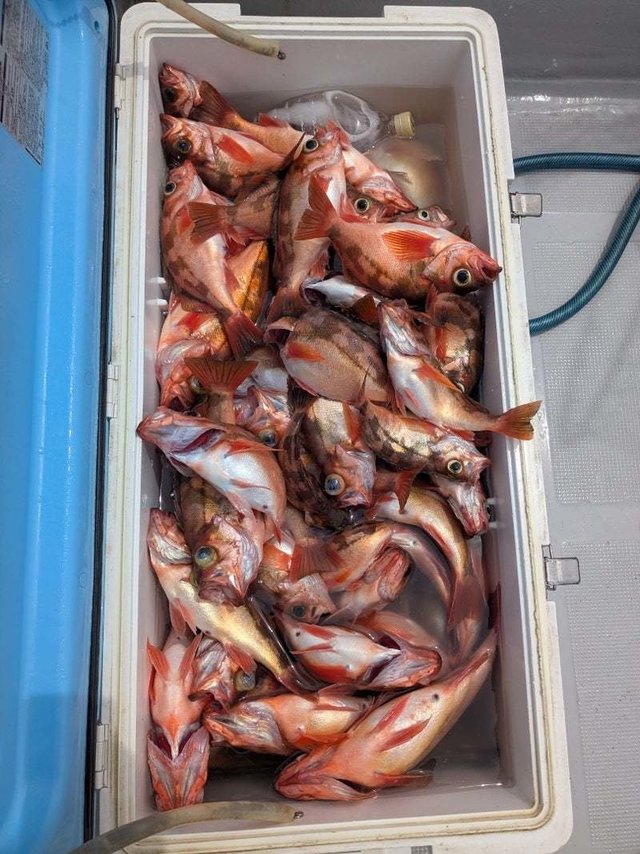 メバル