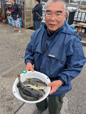ショウサイフグ