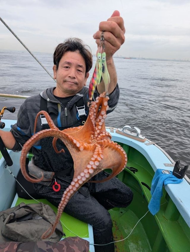 マダコ