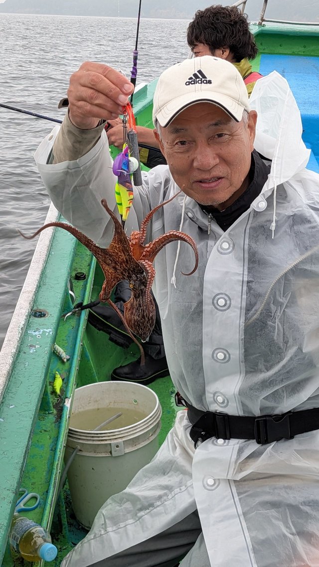 マダコ