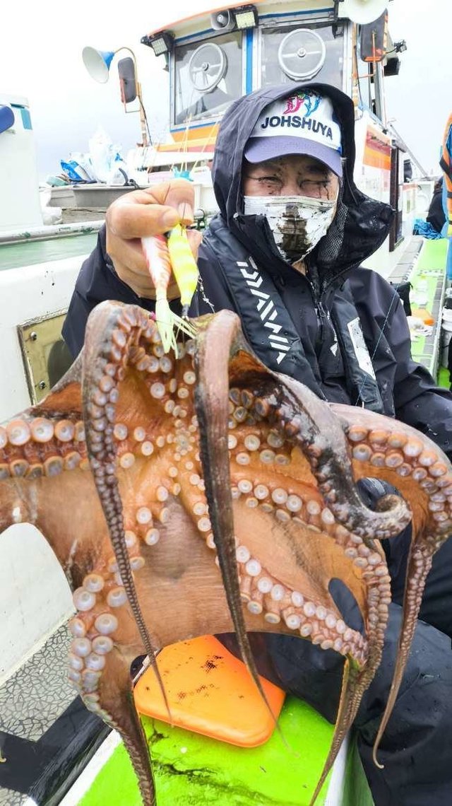 マダコ