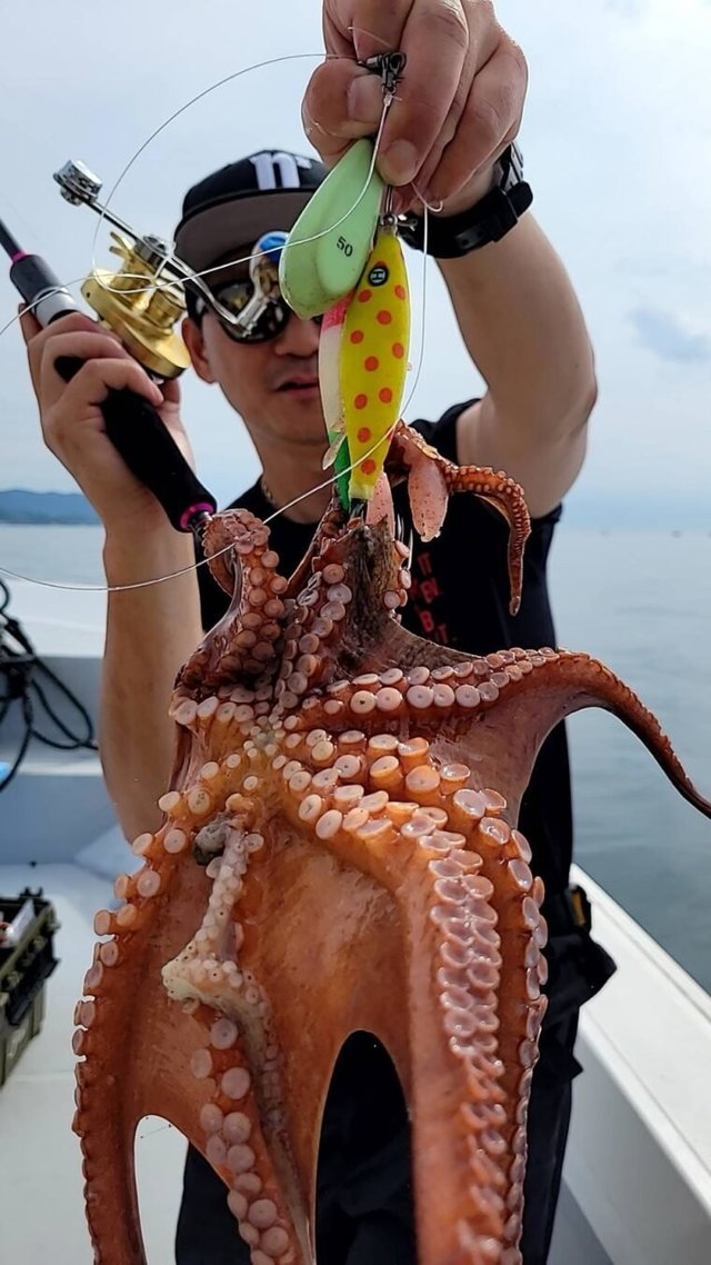 タコ(マダコ)