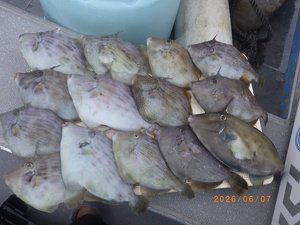 カワハギ
