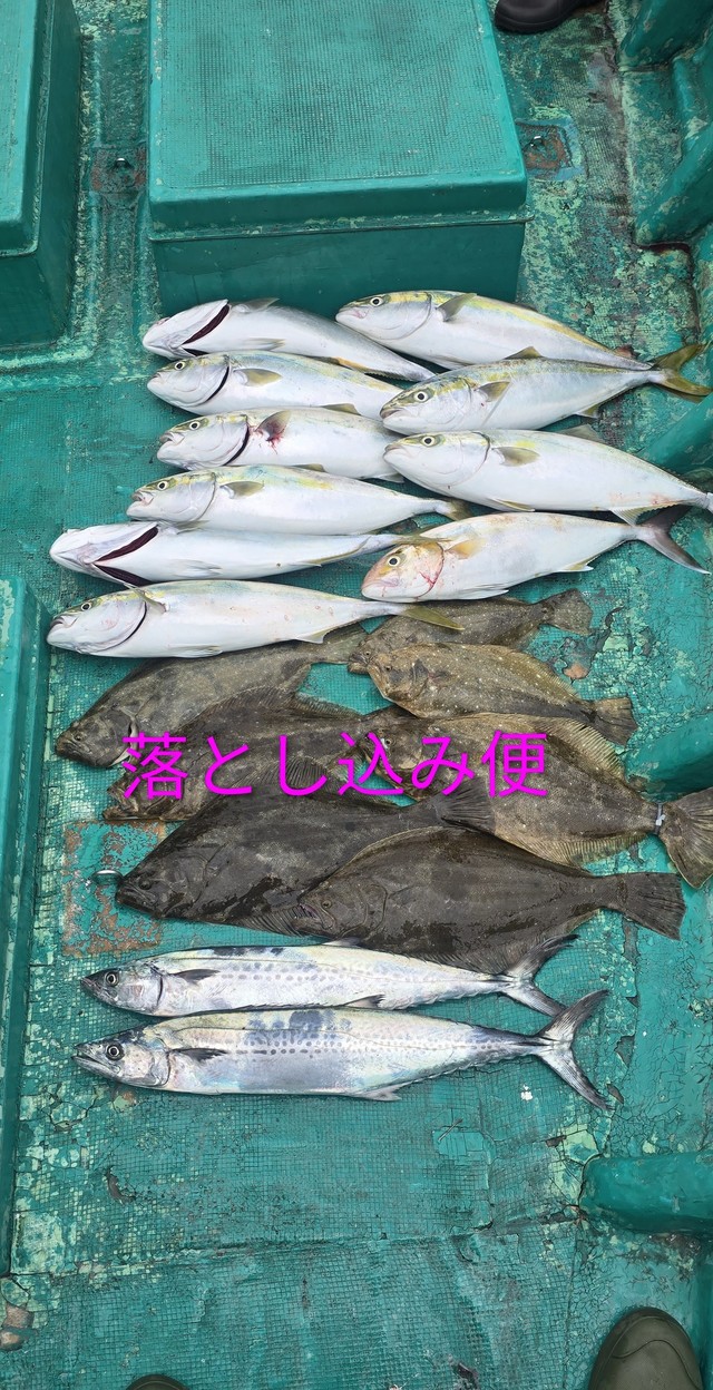ハマチ(ブリ)・シオ(カンパチ)・ヒラメ