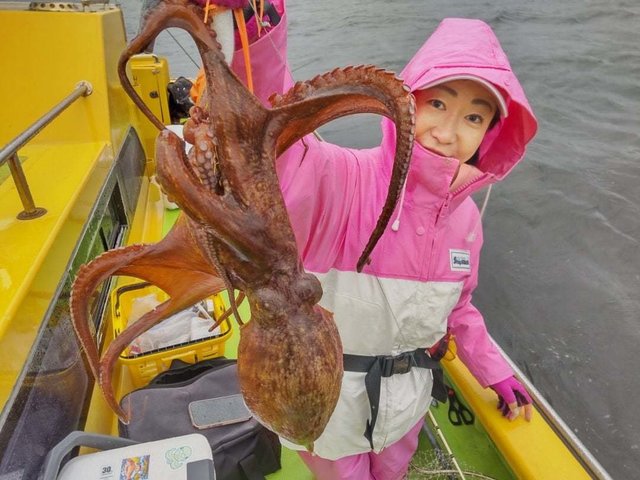 マダコ
