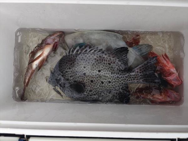 イシダイ・カサゴ