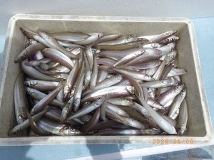 シロギス
