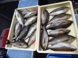 イサキ