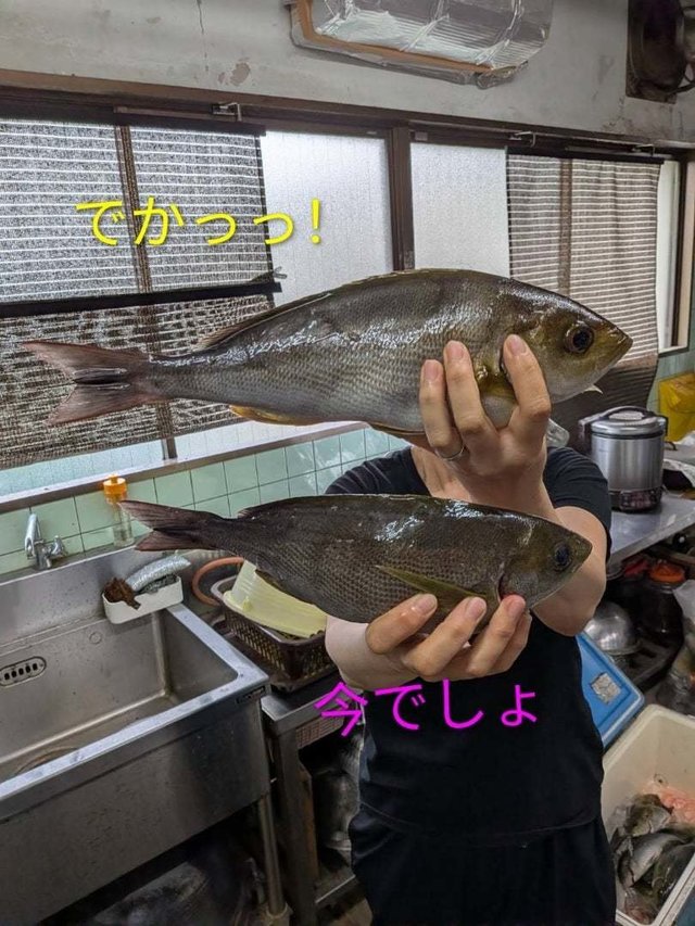 イサキ