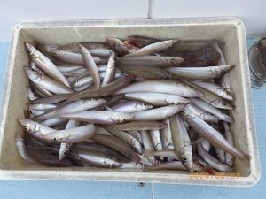 シロギス