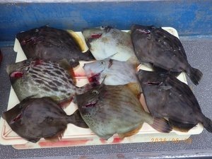 カワハギ