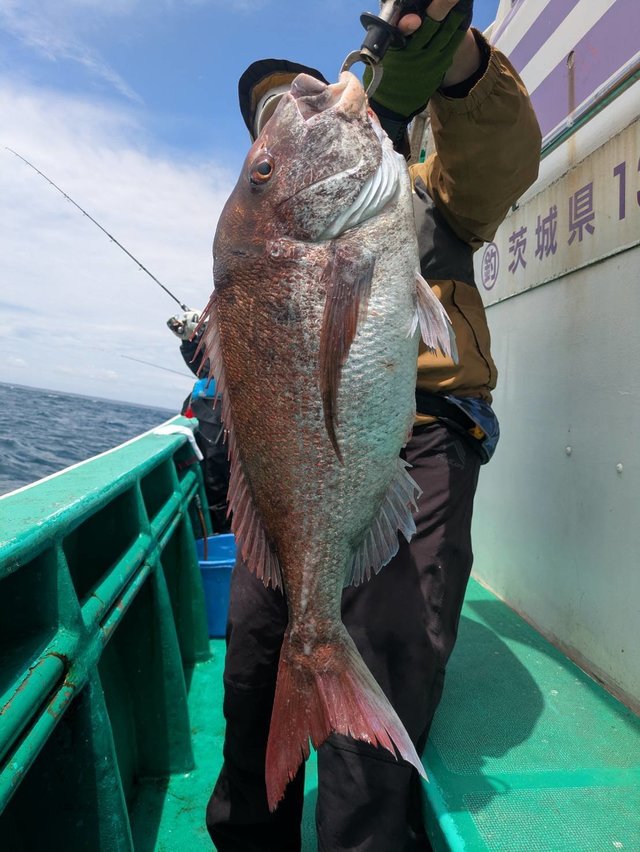 マダイ